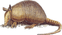 Il a une carapace
