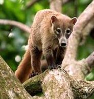 Apparenté au Raccoon 