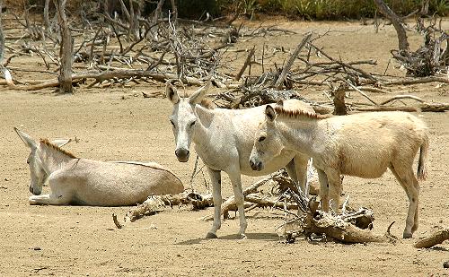 Equus hemionus = âne 