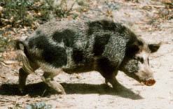 Sus scrofa = Porc