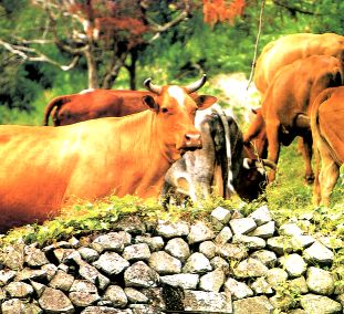 Bos taurus = Bovidés